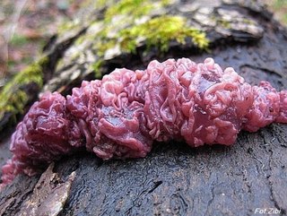 Коріне м ясна чи аскокоріне м ясна - Coryne sarcoides (S.F. Gray) Tul.. або Ascocoryne sarcoides